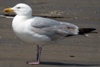 1cy argenteus in August, ringed in Belgium. (90559 bytes)